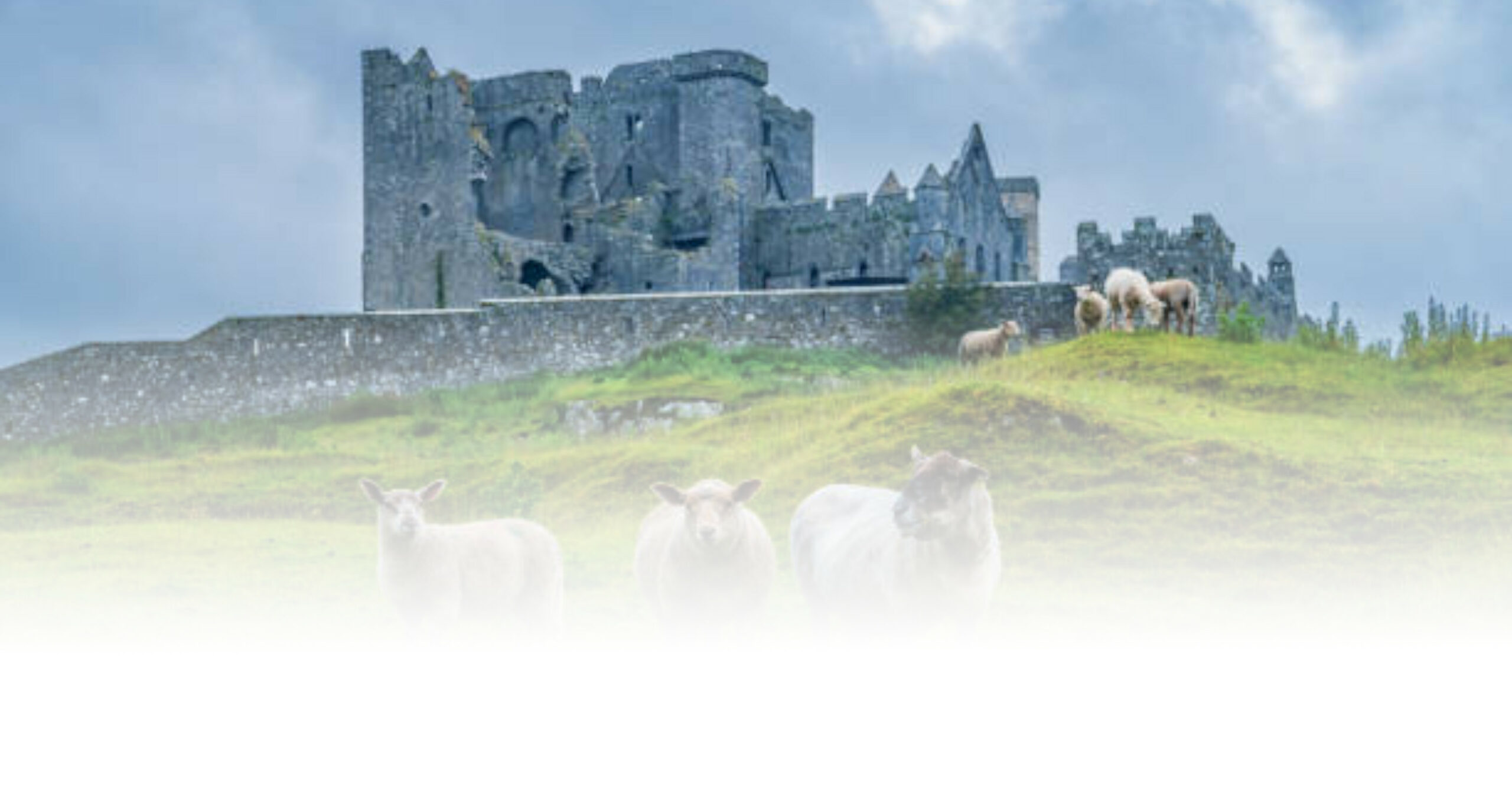 istockphoto-castle-sheep-612x612-fade-3
